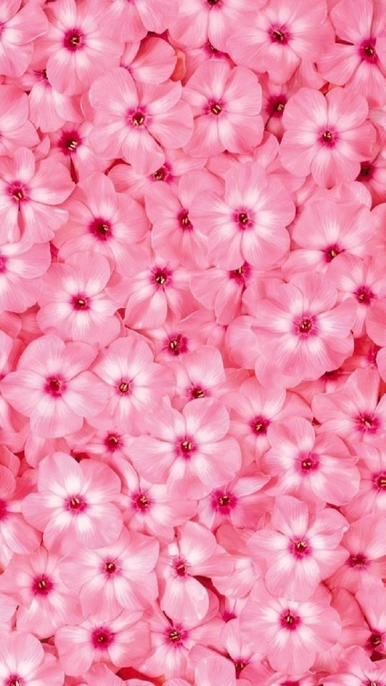 PINK FLOWER WALLPAPERS