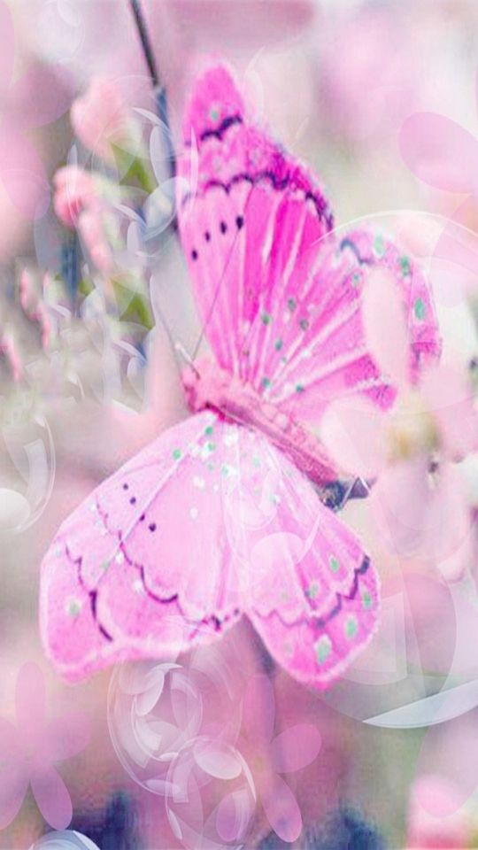 PINK BUTTERFLY WALLPAPERS